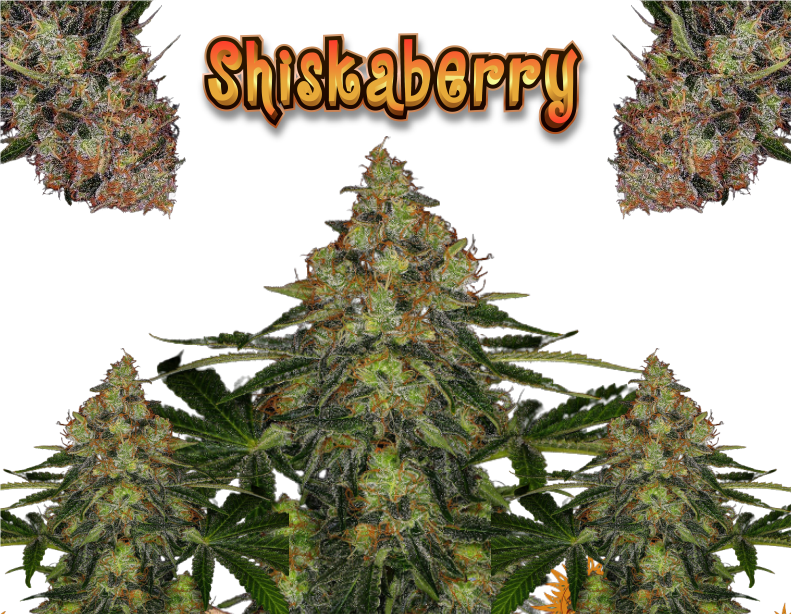 Shiskaberry-product1